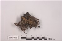 藏品(球粉衣屬 )的圖片